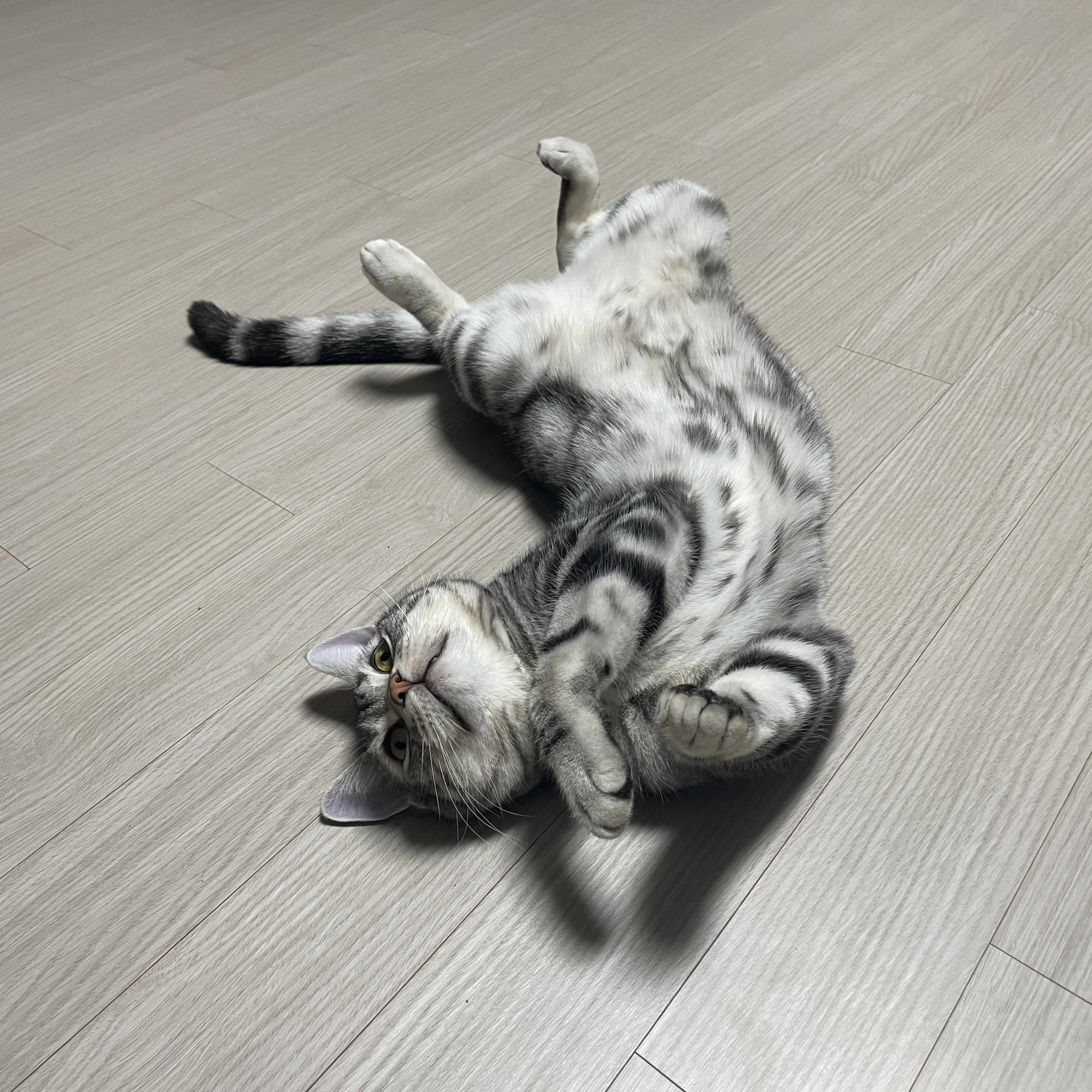 cat